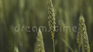 极<strong>端</strong>近距离观看未成熟的绿色麦穗或黑麦在轻风下<strong>移动</strong>。 春天，大自然的美